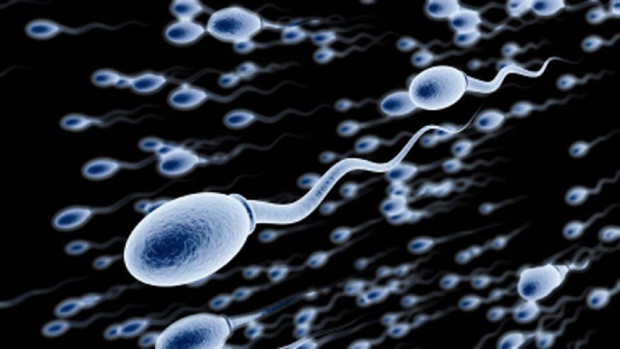 2016/04/sperm_640.jpg