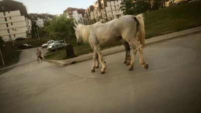 2016/05/Kuajt-në-Prishtinë.jpg