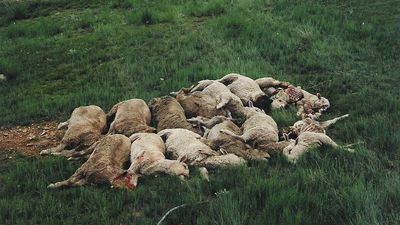 2016/06/Dead-Sheep.jpg