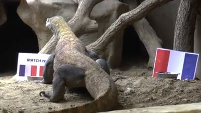 2016/06/iguana.jpg