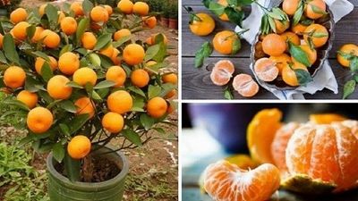2016/09/You-Will-Not-Buy-Tangerines-Again.-Plant-Them-In-a-Flowerpot-and-You-Will-Always-Have-Hundreds-Of-Them.jpg