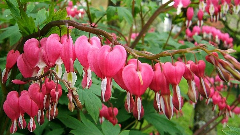 2016/10/2006-04-26Dicentra_spectabilis02.jpg