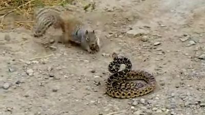 2016/12/Squirrel-attacking-snake.jpg
