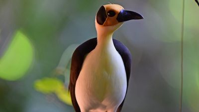 2016/12/Picathartes.jpg