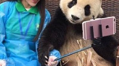 2017/01/Panda-që-buzëqeshë-dhe-bën-selfie-eshte-bere-atraksion-turistik-foto.jpg