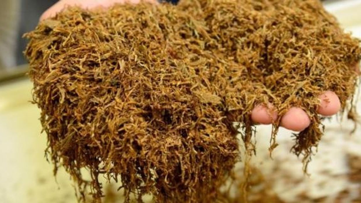 Risteski: Përfundoi blerja e duhanit, nga 15 janari do të diskutohet për çmimet e korrjes së re