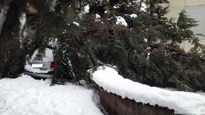 2017/01/Druri-bie-mbi-veture.jpg