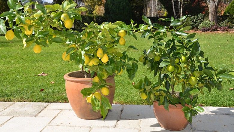 2017/04/citrus-in-pots.jpg