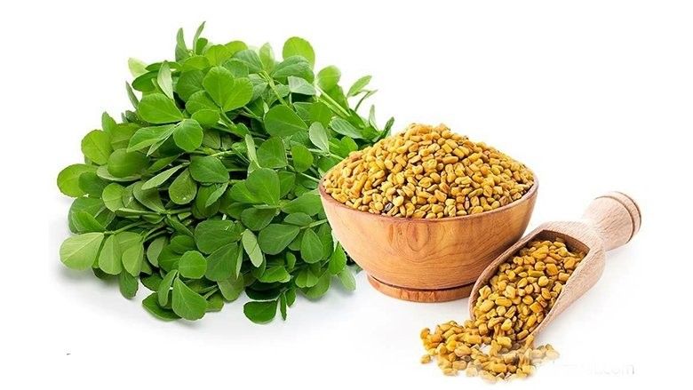2017/05/fenugreek-seeds-trigonella-foenum-graecum.jpg