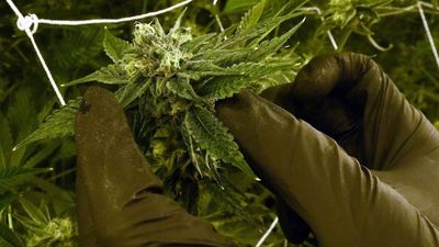 2017/07/Brenda-qendrës-masive-ku-kultivohet-marihuana-ne-menyre-legale-foto-4.jpg