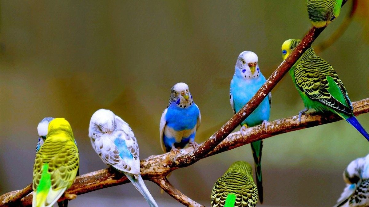 2017/08/Budgies-birds-.jpg