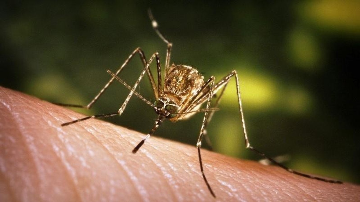 Dy raste të etheve të Nilit Perëndimor në Klinikën për sëmundje infektive në Shkup