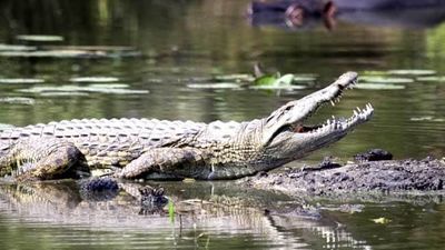 2019/01/crocodile-generic-istock_650x400_71455871621.jpg