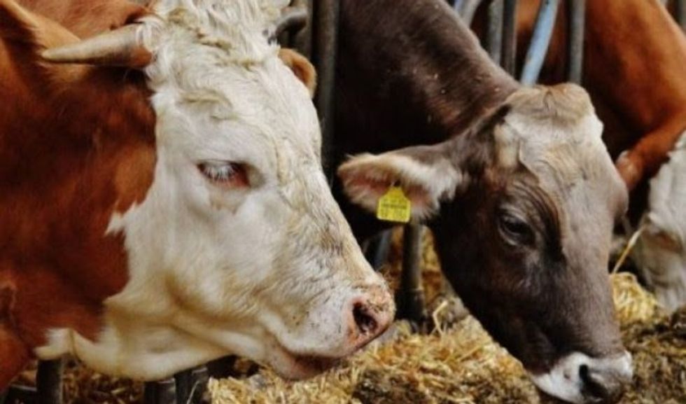 Pesë lopë dhe një viç të futura ilegalisht kapen nga policia në Zllakuqan - arrestohet i dyshuari