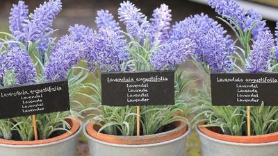 2019/04/keep-lavender-plant-in-your-bedroom-it-dramatically-improves-sleep-reduces-anxiety-depression-and-panic-attacks-featured.jpg