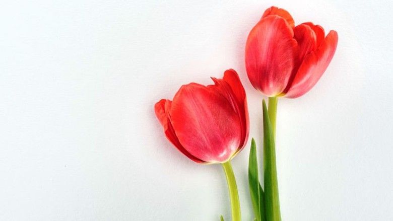 2019/04/1820-Two-red-tulips-symbolyzing-two-periods-in-one-month.jpg