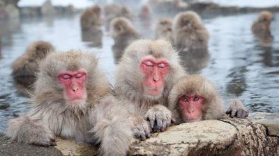 2019/08/macaques-snow-monkeys.jpg