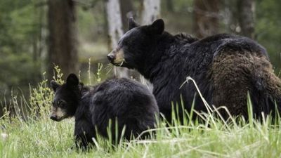 2019/10/bear-with-cub.jpg
