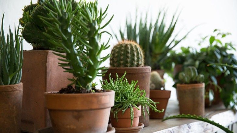 2019/10/PlantLibrary-162-succulents-shelf-houseplants-terra-cotta-dining-room-gardenista-e1466554225679.jpg