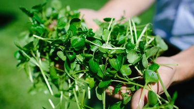 2019/12/watercress-1.jpg