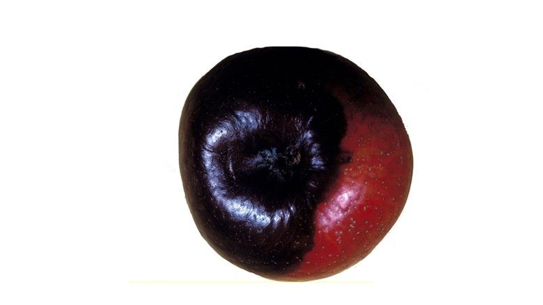 2019/12/black-rot-apple.jpg