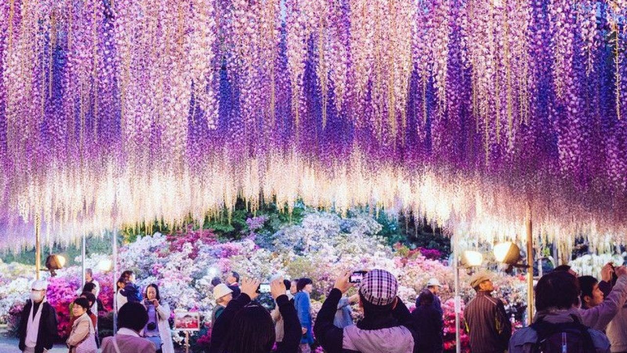 2020/03/ashikaga-flower-park.jpg
