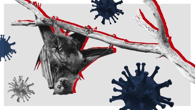 2020/03/skynews-bats-graphic-coronavirus_4950169.jpg