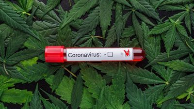 2020/05/coronavirus-cannabis.jpg
