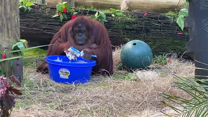 2020/07/setting-an-example-a-34-year-old-orangutan-learns-how-to-wash-her-hands-2.jpg