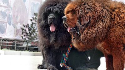 2020/08/Tibetan-Mastiff-1.jpg