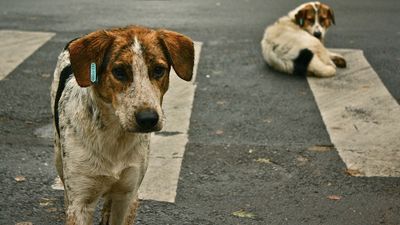 2020/08/1200px-Stray_dogs_crosswalk.jpg