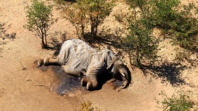 2020/09/Botswana-Mystery-of-Mass-Elephant-Die-off-Solved.jpg