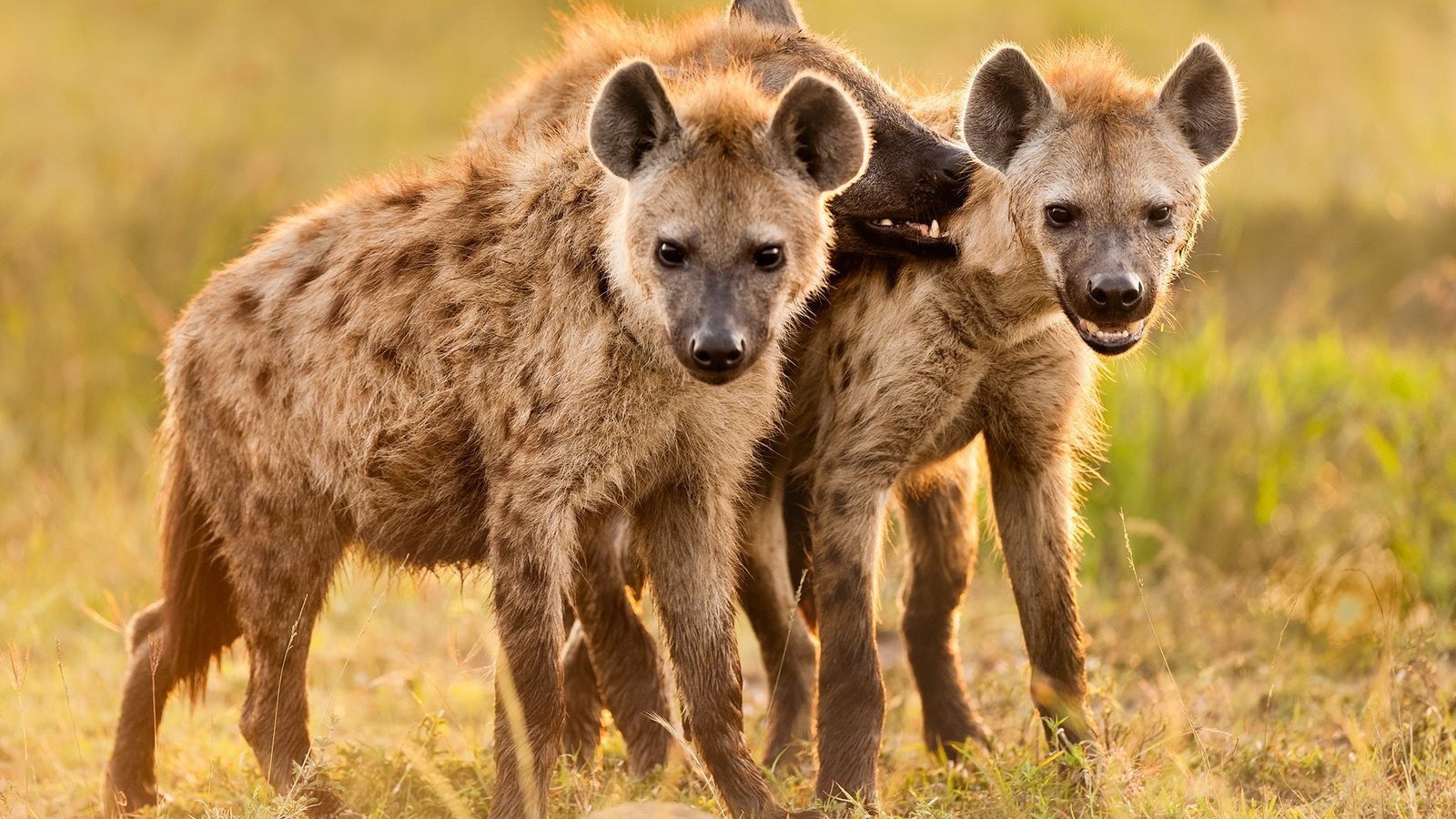 2020/11/01-hyenas-nationalgeographic_1742911.jpg