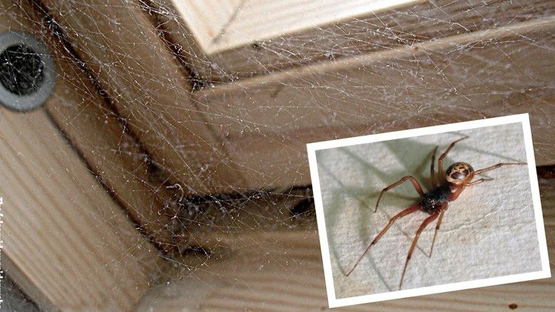 2020/12/False_Widow_Spider_web.jpg