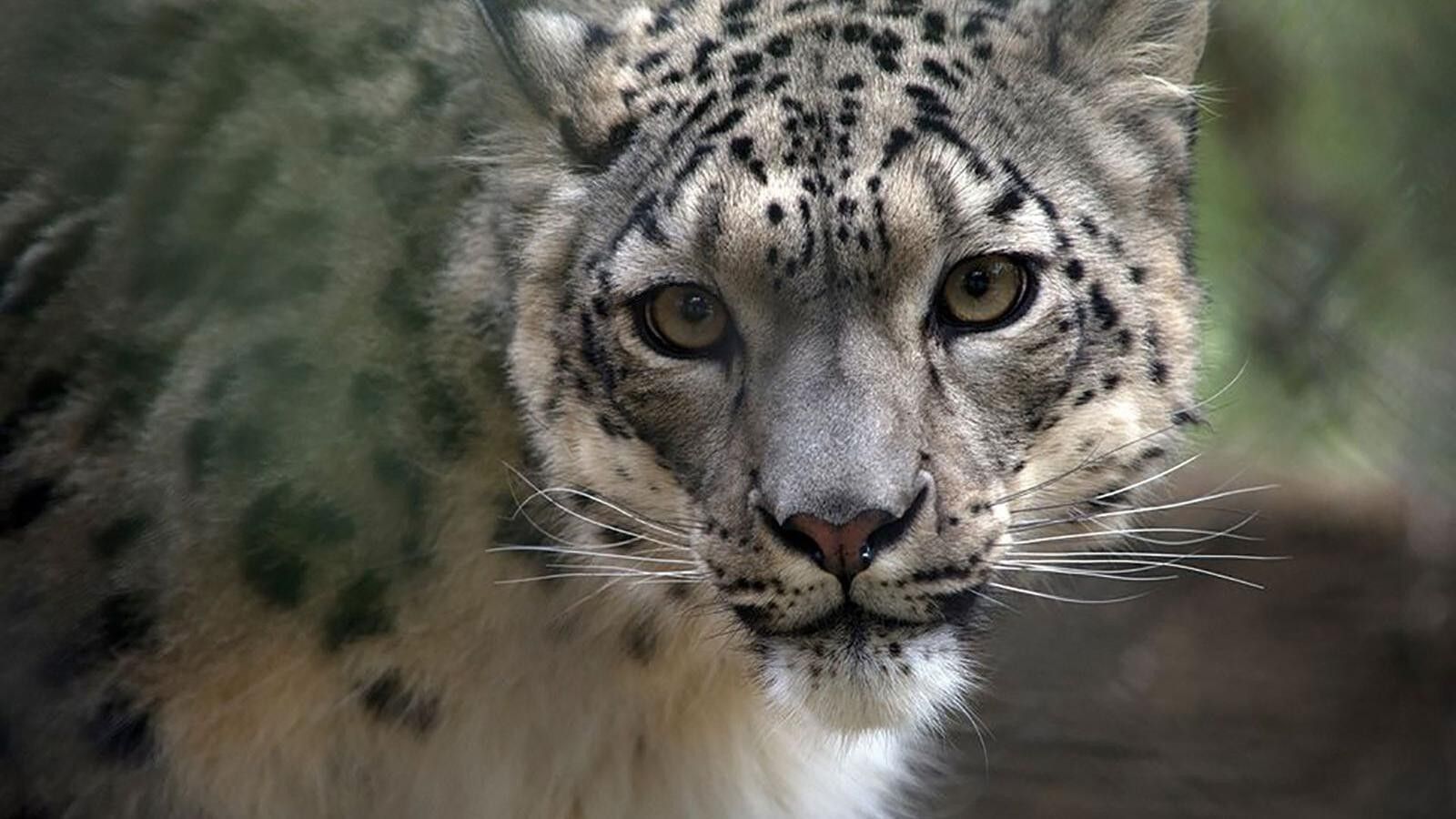 2020/12/201211124525-snow-leopard-covid-positive-kentucky-exlarge-169.jpg
