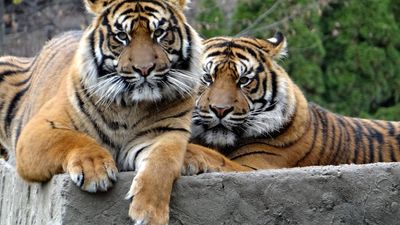 2021/02/mating_at_the_zoo_can_be_dangerous_1050x700-e1612821571476.jpg