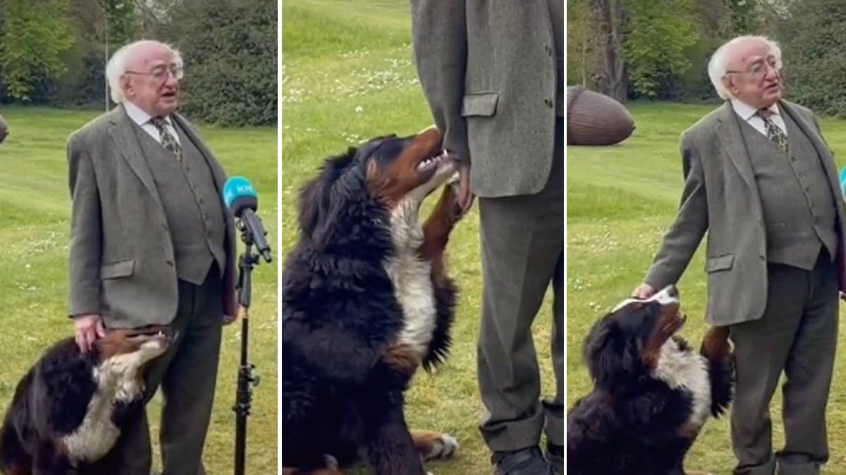 2021/05/President-of-Irelands-dog-steals-the-show-during-TV-interview-e1620288115902.jpeg