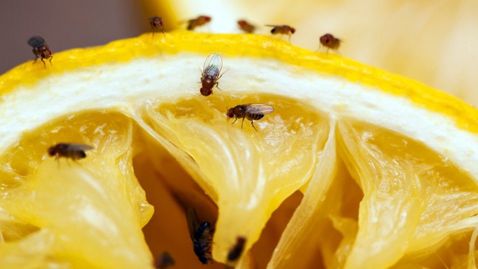 2021/06/how-to-get-rid-of-fruit-flies.jpg