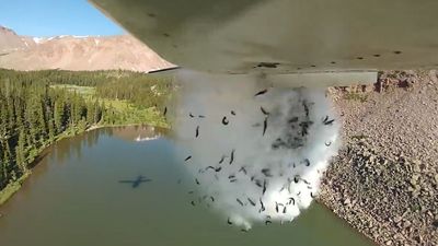 2021/07/https___prod.static9.net_.au___media_2018_08_31_11_01_fish-restocking-dropped-plane-4-e1626293778850.jpg
