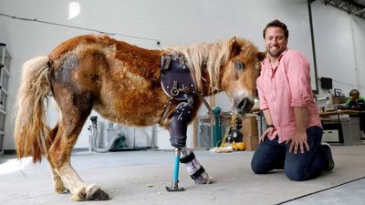 2021/07/animal-prosthetic1-1024x643-1.jpg