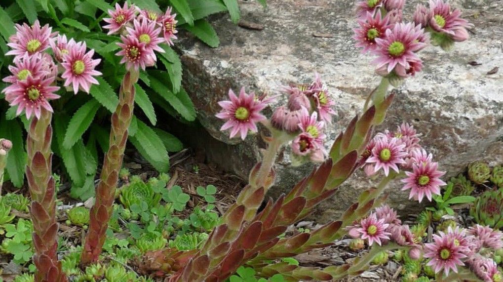 2021/08/Sempervirum_tectorum1.jpg