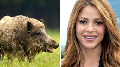 2021/09/Shakira-‘attacked-and-robbed-by-a-WILD-BOAR-as-she.jpg