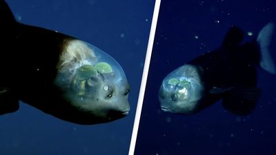 2022/01/barreleye-fish.jpg