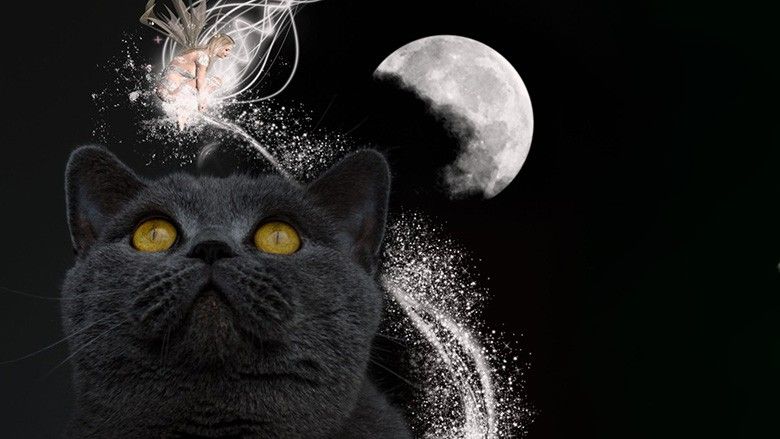 2022/01/cats-in-a-dream-the-meaning-of-cats-as-dream-symbols.jpg