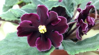 2022/01/grow-african-violets-indoors-1902733-02-ae7c409a65ba4b949cb33518c37dd90e.jpg