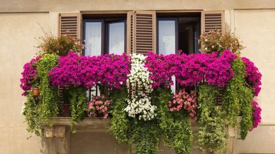 2022/03/balcony-flowers.jpg