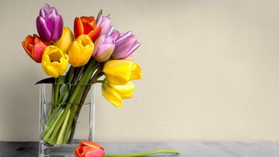 2022/03/1280-144968894-multicolored-tulips-in-square-vase.jpg