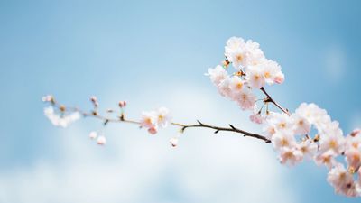 2022/04/Rohn_Spring-Is-the-Season-of-Opportunity-1024x682-1.jpg