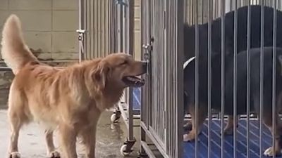 2022/04/Dogs-1.jpg
