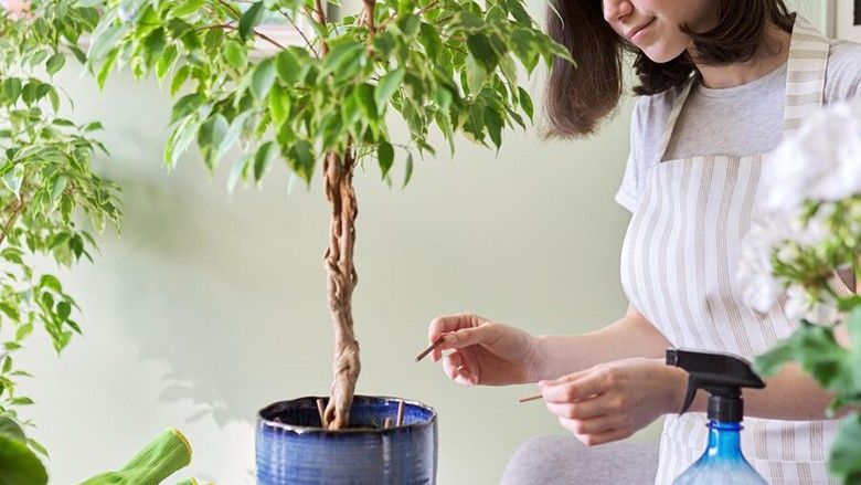 2022/05/girl-fertilizes-plant-ficus-benja.jpg